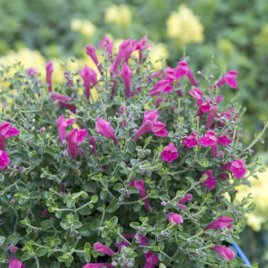 Scutellaria suffrutescens 'Cherry Skullcap' | Achat producteur