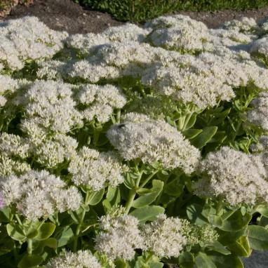 Sedum spectabile 'Stardust' - Sedum | Achat direct au producteur