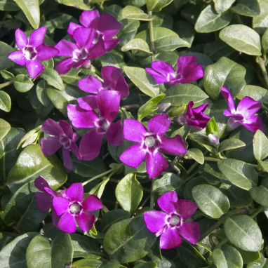 Vinca minor 'Atropurpurea Velvet' - Vinca | Achat direct au producteur