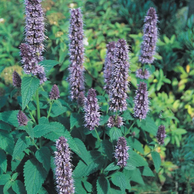 Agastache foeniculum - Menthe anis | Achat direct au producteur