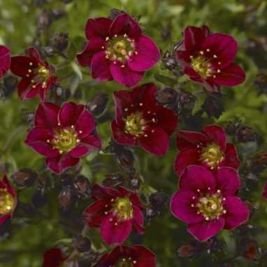 Saxifraga X arendsii 'Touran Deep Red' | Achat producteur