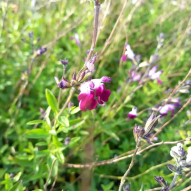 Salvia greggii 'Amethyst Lips' - Salvia | Achat direct au producteur