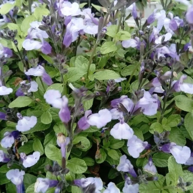 Salvia microphylla 'So Cool Pale Blue' | Achat producteur