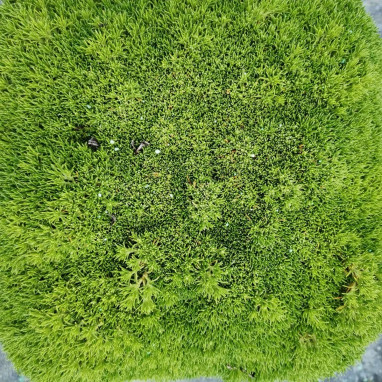 Sagina subulata 'Pine Green' - Sagine | Achat direct au producteur