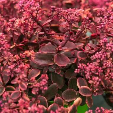 Sedum Sunsparkler Wildfire - Sedum | Achat direct au producteur