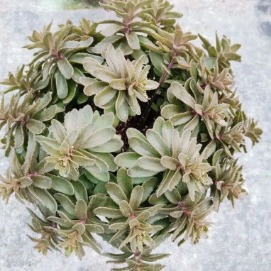 Sedum Sunsparkler® Jade Tuffet - Sedum | Achat direct au producteur