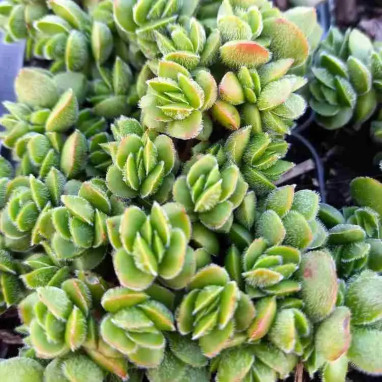 Sedum tetractinum 'Coral Reef' - Sedum | Achat direct producteur