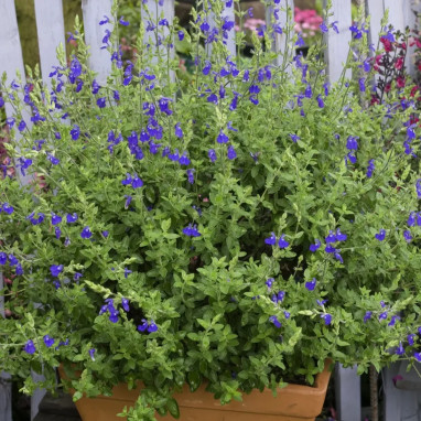 Salvia chamaedryoides 'Silver Leaves' - Salvia | Achat producteur