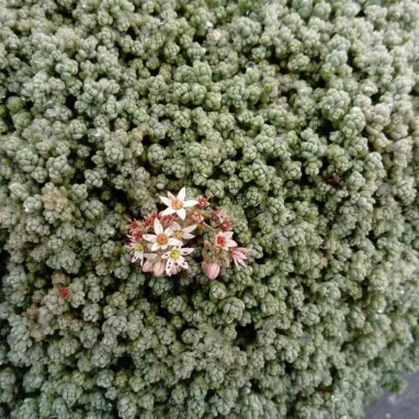 Sedum dasyphyllum - Sedum | Achat direct au producteur