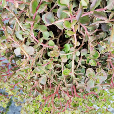 Sedum makinoi - Vivace couvre-sol | Achat direct au producteur