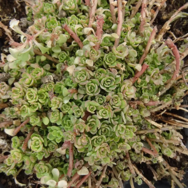 Sedum merii - Sedum couvre-sol | Achat direct au producteur