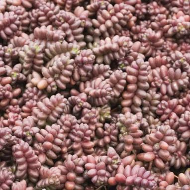 Sedum stahlii - Sedum | Achat direct au producteur