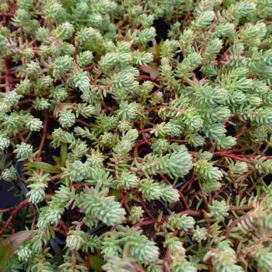 Sedum rupestre - Orpin réfléchi | Achat direct au producteur