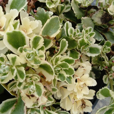 Sedum takesimense 'Atlantis' - Sedum | Achat direct au producteur