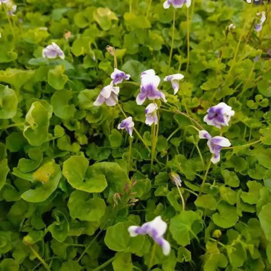 Viola hederacea - Viola | Achat direct au producteur