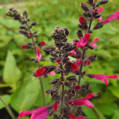 Salvia 'Amante'® - Sauge vivace rouge | Achat direct au producteur