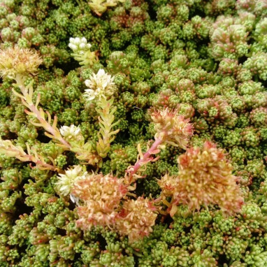 Sedum lydium 'Scotland' - Sedum | Achat direct au producteur