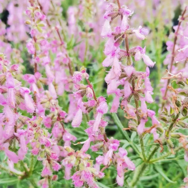 Salvia jurisicii 'Rosea' - Salvia | Achat direct au producteur
