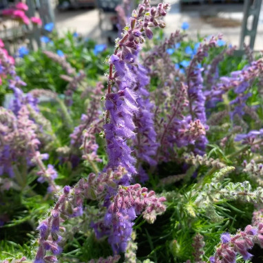 Salvia jurisicii - Sauge vivace bleue | Achat direct au producteur
