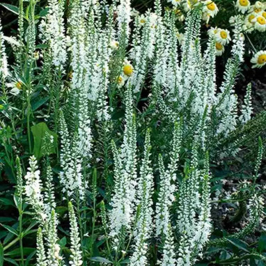 Véronique 'White Jolanda' - Veronica | Achat direct au producteur
