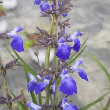 Salvia reptans 'West Texas' - Sauge rampante | Achat direct au producteur
