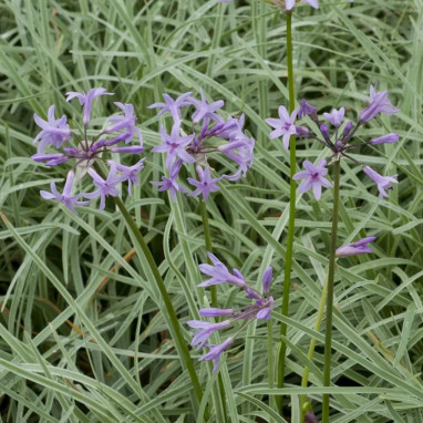 Tulbaghia violacea 'Variegata' - Tulbaghia | Achat direct au producteur