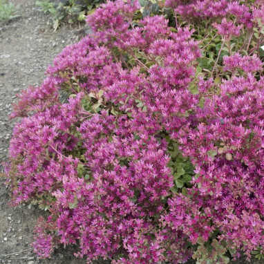 Sedum spurium 'Schorbuser Blut' - Sedum | Achat direct au producteur