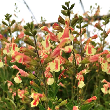 Salvia × jamensis 'Belle de Loire' - Salvia | Achat producteur