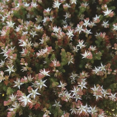 Sedum acre 'Oktoberfest' - Sedum | Achat direct au producteur