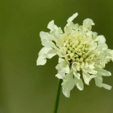 Scabiosa ochroleuca 'Moon Dance' - Scabiosa | Achat producteur