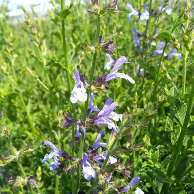 Salvia chamelaeagnea 'African Sky' | Achat direct au producteur