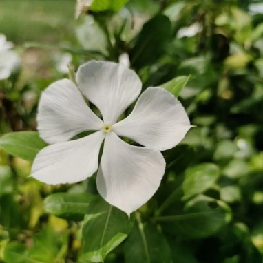 Vinca major 'Alba' - Vinca | Achat direct au producteur