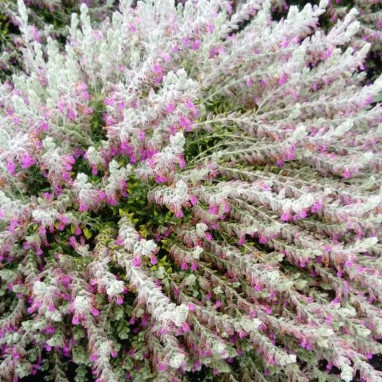 Teucrium marum - Teucrium | Achat direct au producteur