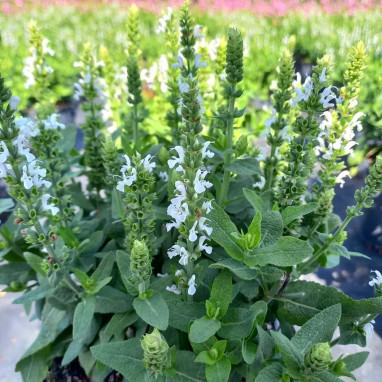 Salvia nemorosa 'Sensation Compact White' | Achat producteur