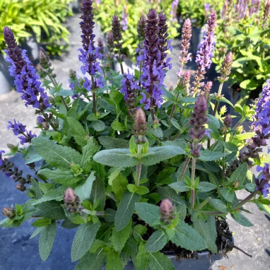 Salvia nemorosa 'Sensation Deep Blue' | Achat producteur