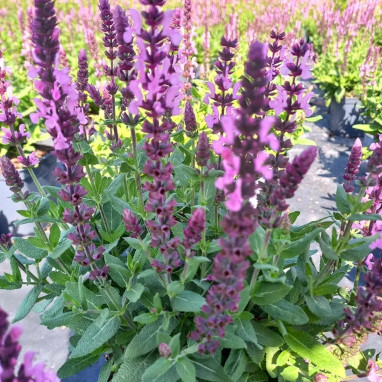 Salvia nemorosa 'Sensation Medium Pink' - Salvia | Achat producteur
