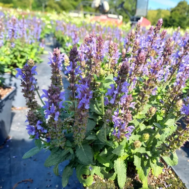 Salvia nemorosa 'Sensation Medium Violet' | Achat producteur