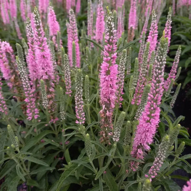 Veronica spicata 'Anniversary Rose' | Achat direct au producteur