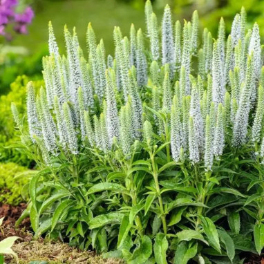 Veronica spicata 'Alba' - Veronica | Achat direct au producteur