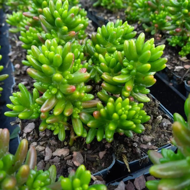 Sedum x rubrotinctum - Sedum | Achat direct au producteur