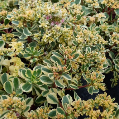 Sedum spurium 'Little Gecko' - Sedum | Achat direct au producteur
