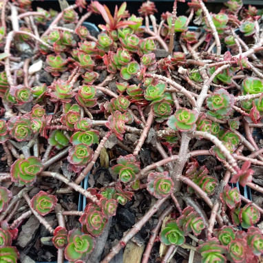 Sedum spurium 'Ruby Mantle' - Sedum | Achat direct au producteur