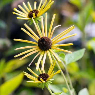 Rudbeckia subtomentosa - Rudbeckia | Achat direct au producteur