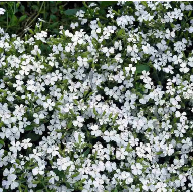 Saponaria ocymoides 'Snow Tip' - Saponaria | Achat direct au producteur