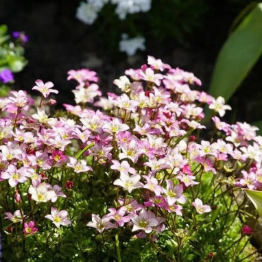 Saxifraga X arendsii 'Lofty Pink Shades' | Achat producteur