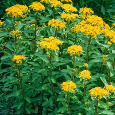 Sedum aizoon - Sedum | Achat direct au producteur