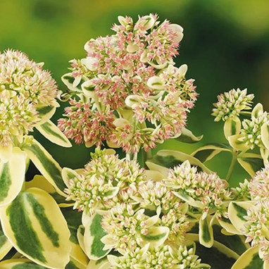 Sedum spectabile 'Elsie's Gold' - Sedum | Achat direct au producteur
