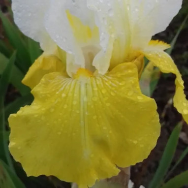Iris germanica - Iris | Achat direct au producteur