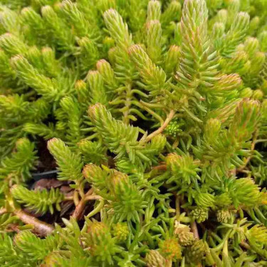 Sedum douglasii 'British Columbia' - Sedum | Achat direct au producteur