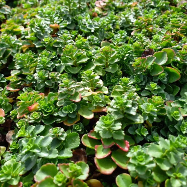 Sedum spurium 'Summer Snow' - Sedum | Achat direct au producteur